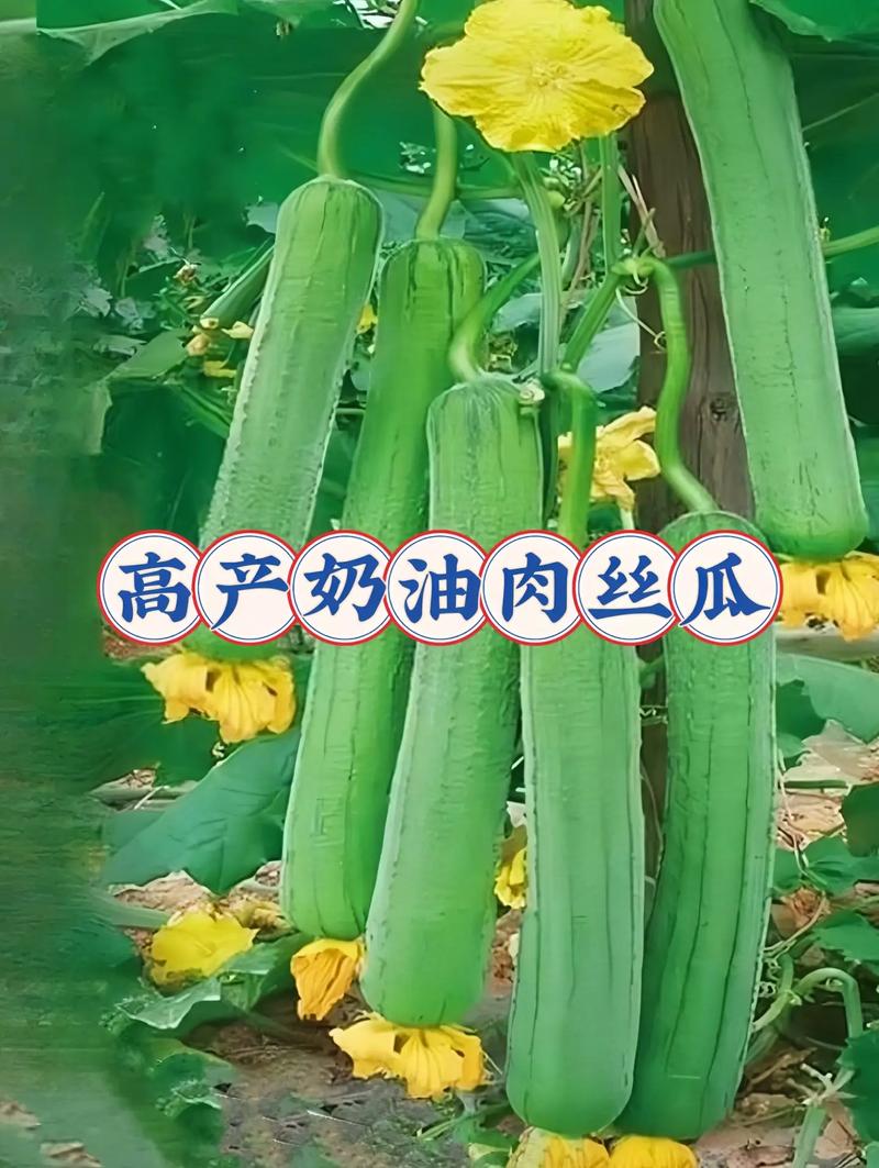 絲瓜種子選得好，高產(chǎn)大肉奶油絲瓜輕松種！有圖就能長(zhǎng)，肉多細(xì)膩嫩滑