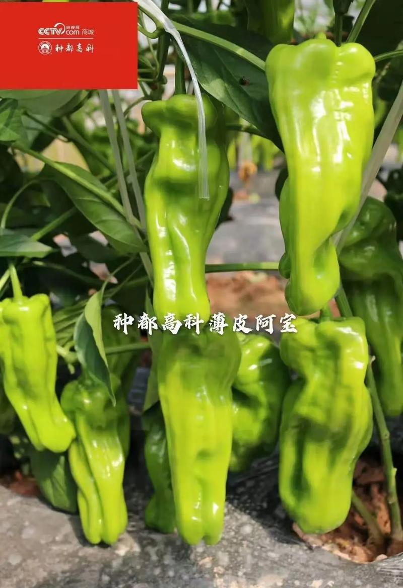 各類辣椒種子種苗持續預定中｜種都高科提醒您 提前規劃，豐收不慌