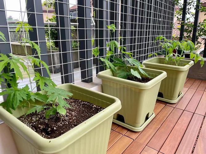 種菜種子孵出來開花了可期 從種子到花開的期待之旅