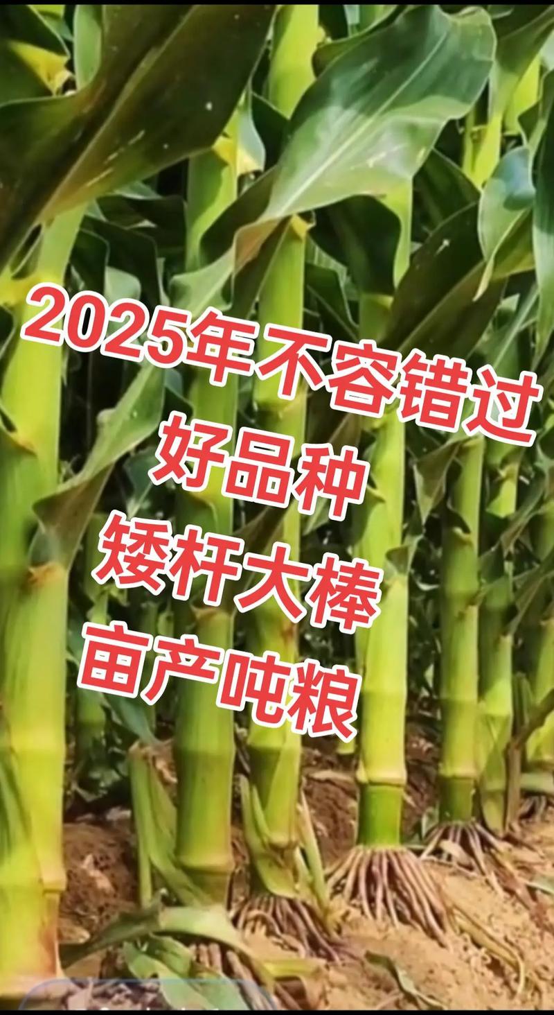高產玉米種子 #最新國審高產玉米種子 #矮桿大棒玉米種