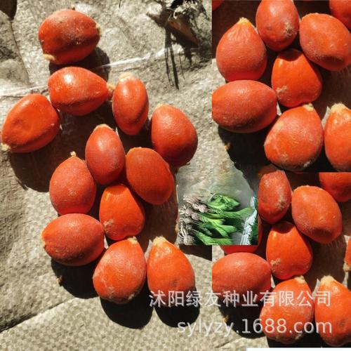 主營(yíng)產(chǎn)品:草種;花卉種子;種球;林木種子所在地:沭陽(yáng)縣 蘇北商貿(mào) 114
